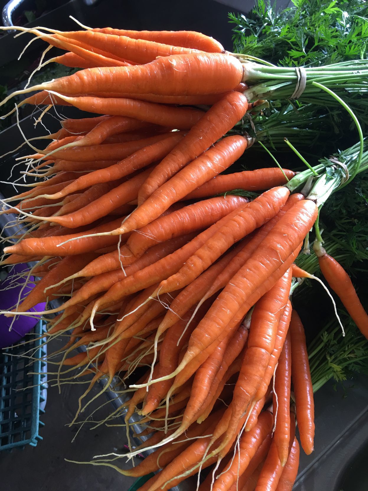 Green Oasis Farms